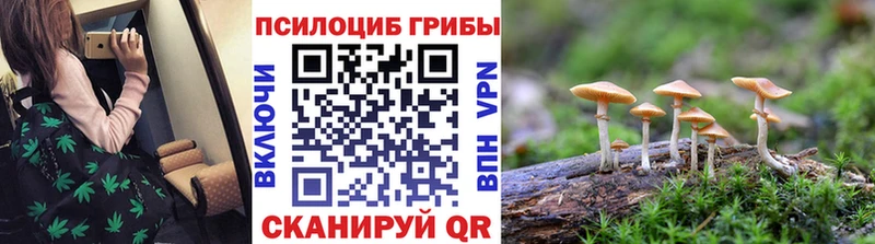 что такое Избербаш кракен вход Галлюциногенные грибы Psilocybe
